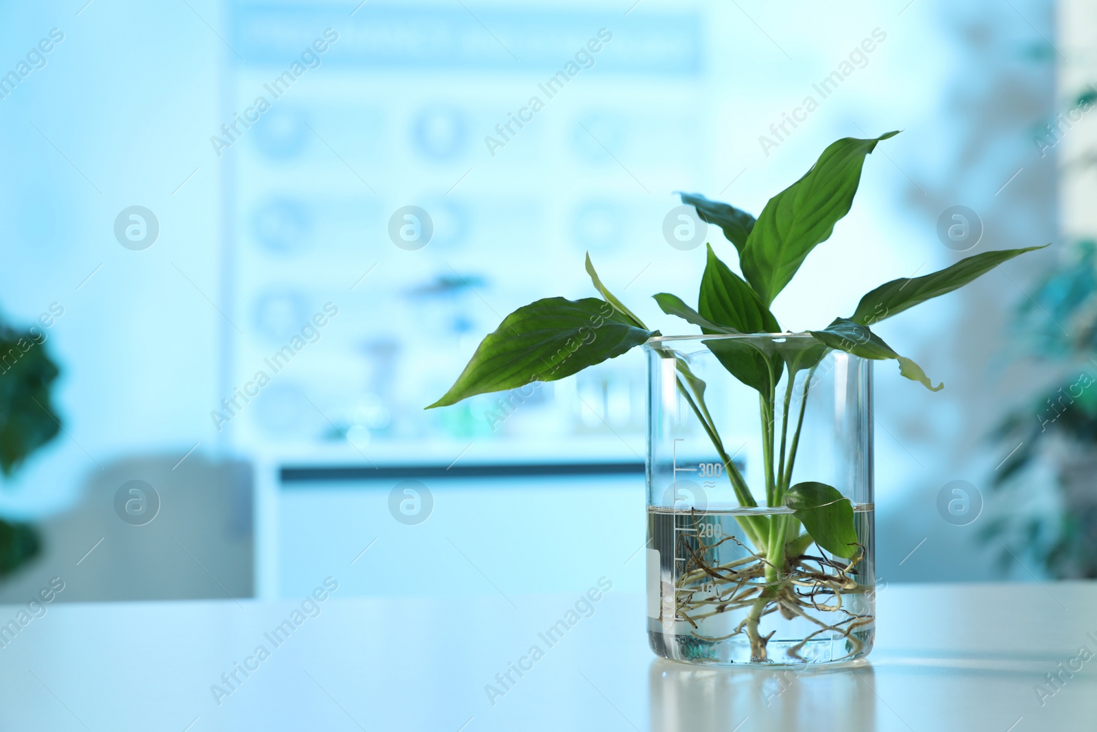 Photo of Beaker with plant on table in laboratory, space for text. Biological chemistry