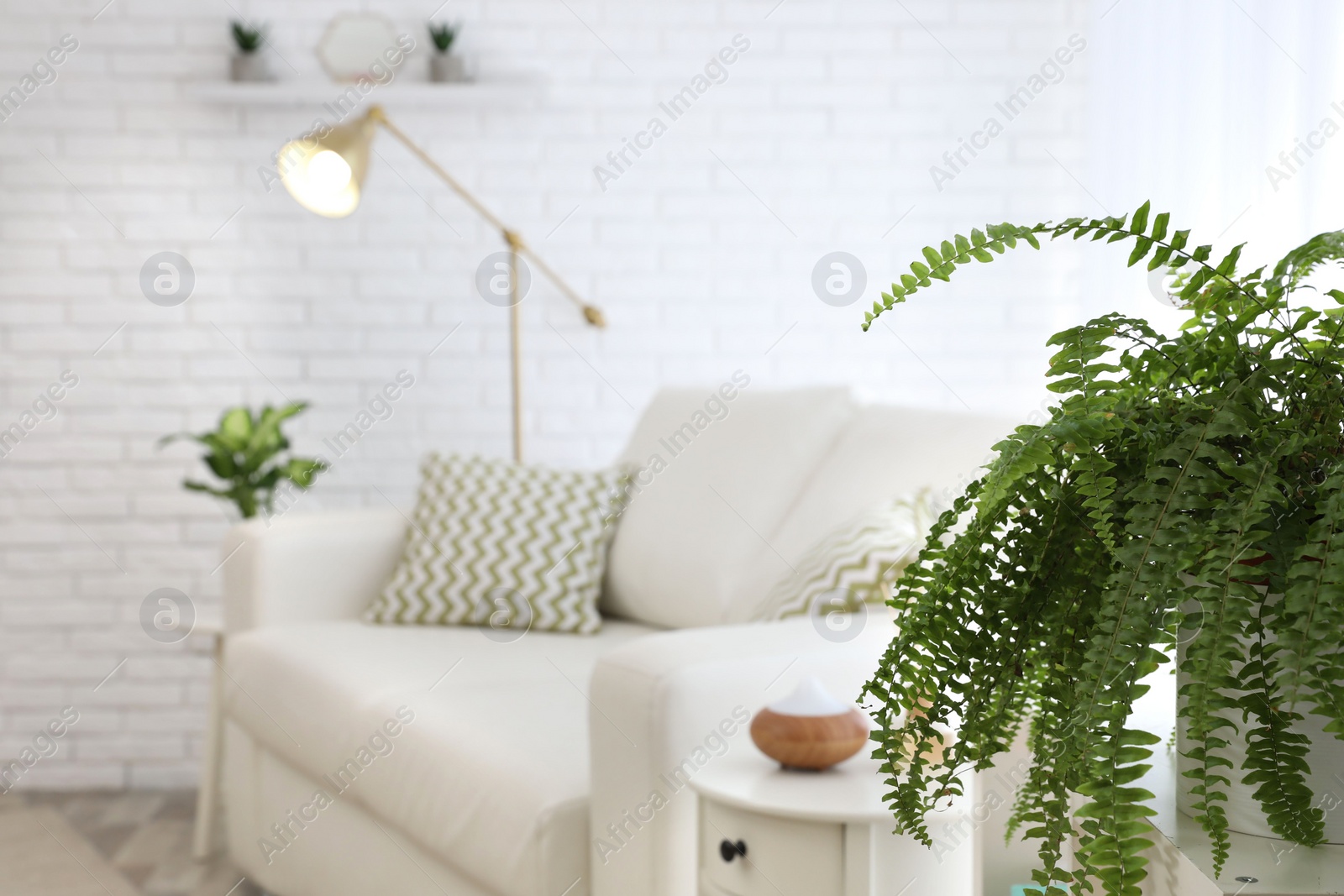 Photo of Green home plant in living room interior