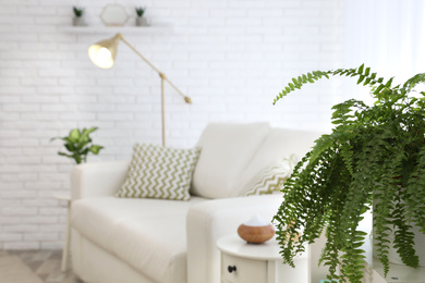 Green home plant in living room interior