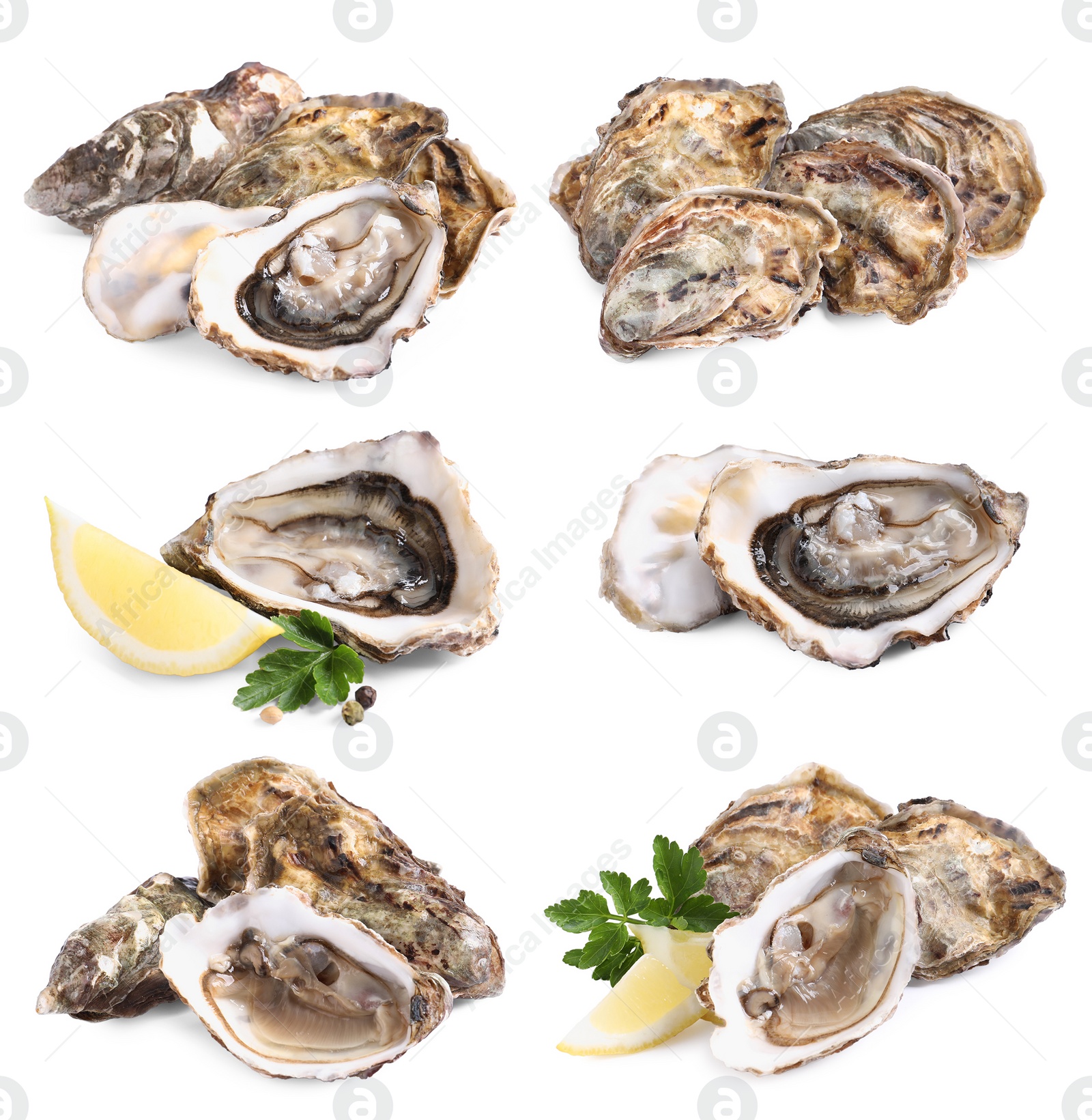 Image of Set with fresh raw oysters on white background 