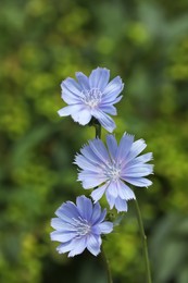 Photo of Beautiful blooming chicory flowers growing outdoors, closeup
