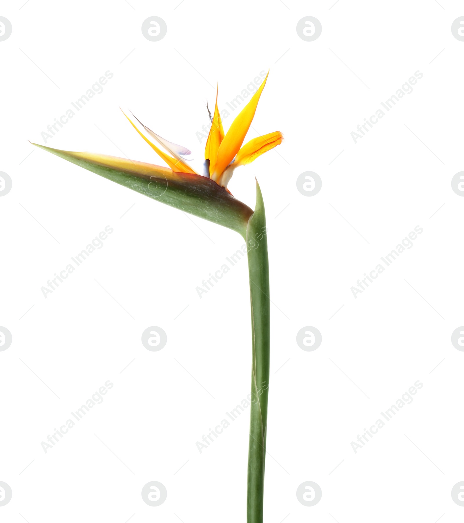 Photo of Beautiful bird of paradise flower on white background. Tropical plant