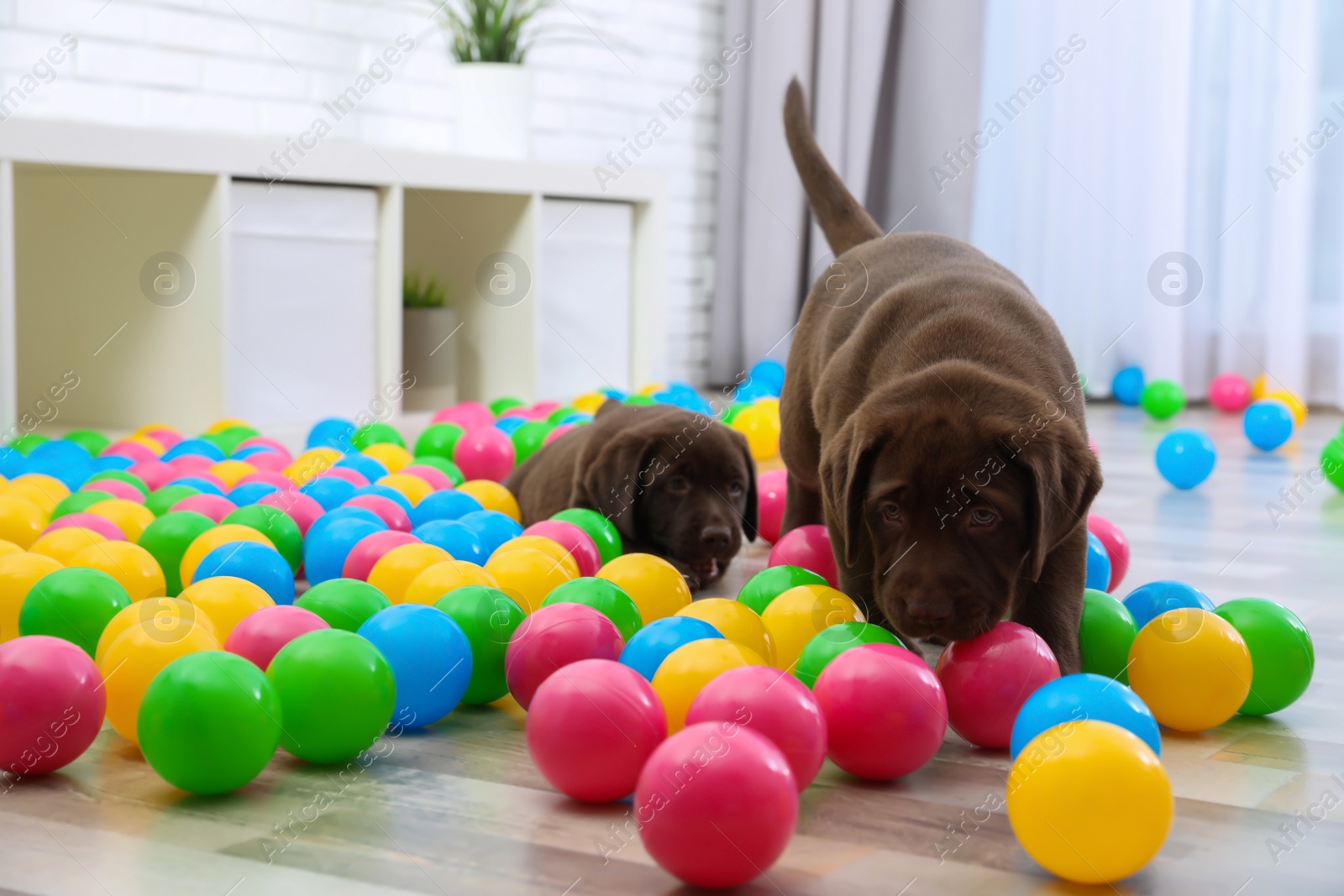 Photo of Chocolate Labrador Retriever puppies playing with colorful balls indoors