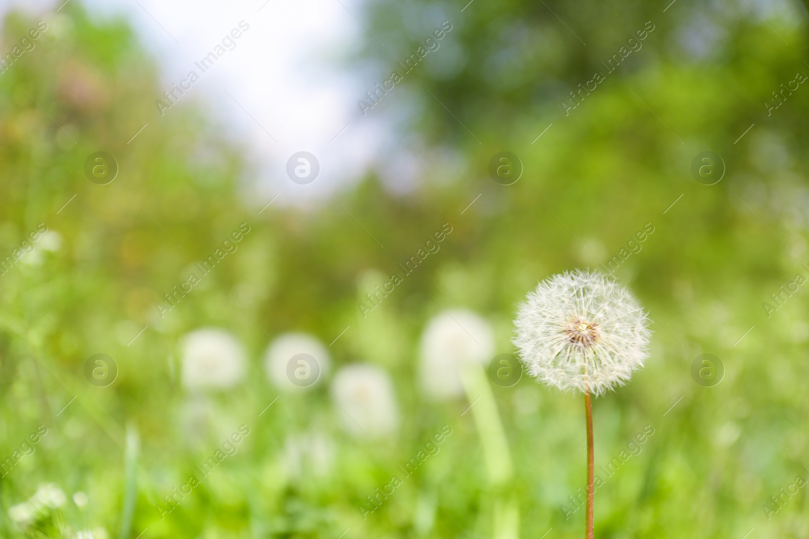 Photo of Closeup view of dandelion on green meadow, space for text. Allergy trigger