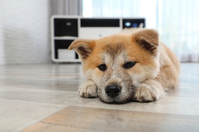 Photo of Adorable Akita Inu puppy looking into camera on floor at home, space for text