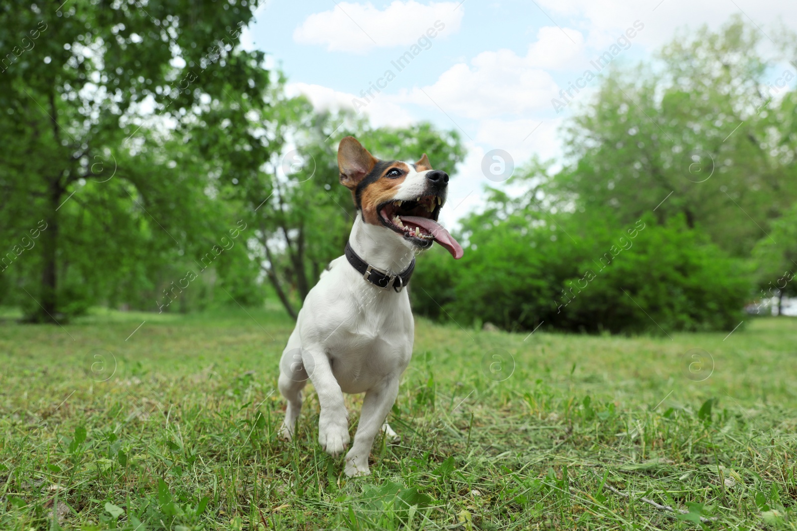 Photo of Adorable Jack Russell Terrier dog playing in park