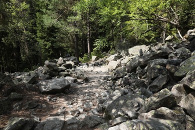 Photo of Beautiful trees and rocks in mountain forest