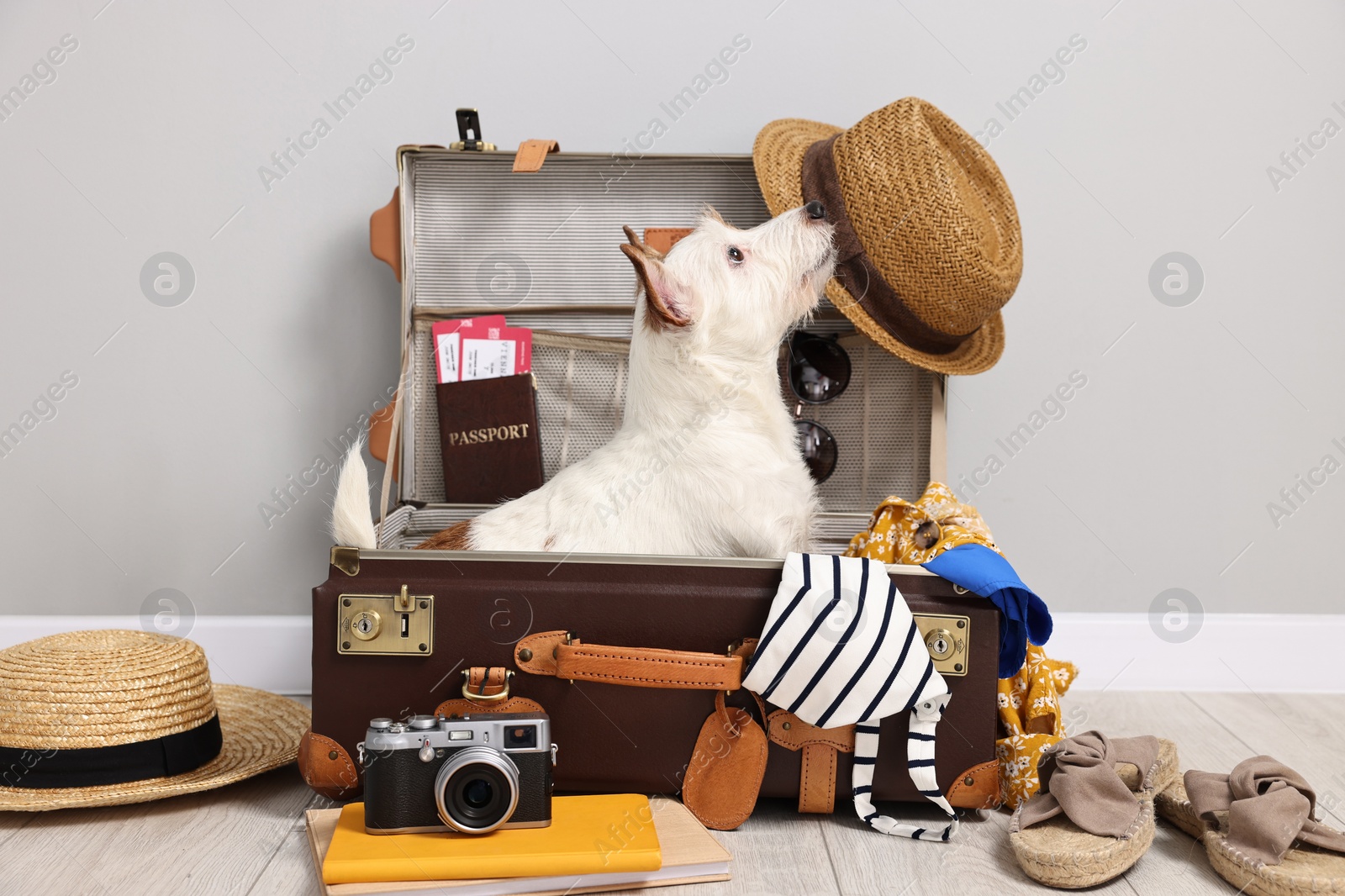 Photo of Travel with pet. Dog, clothes and suitcase indoors