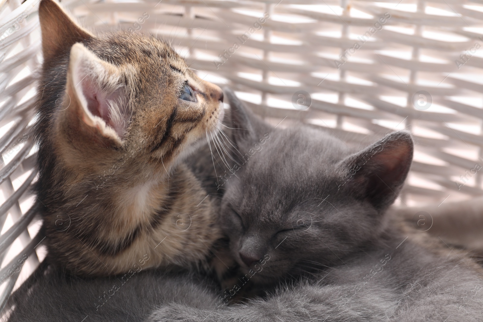 Photo of Cute fluffy kittens in basket. Baby animals