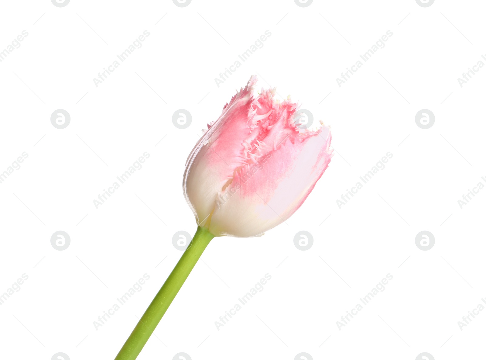 Photo of One beautiful tulip flower isolated on white