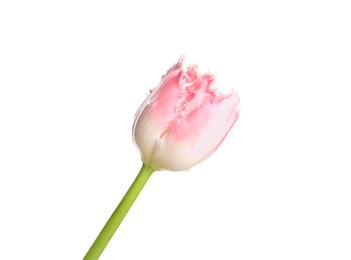 Photo of One beautiful tulip flower isolated on white