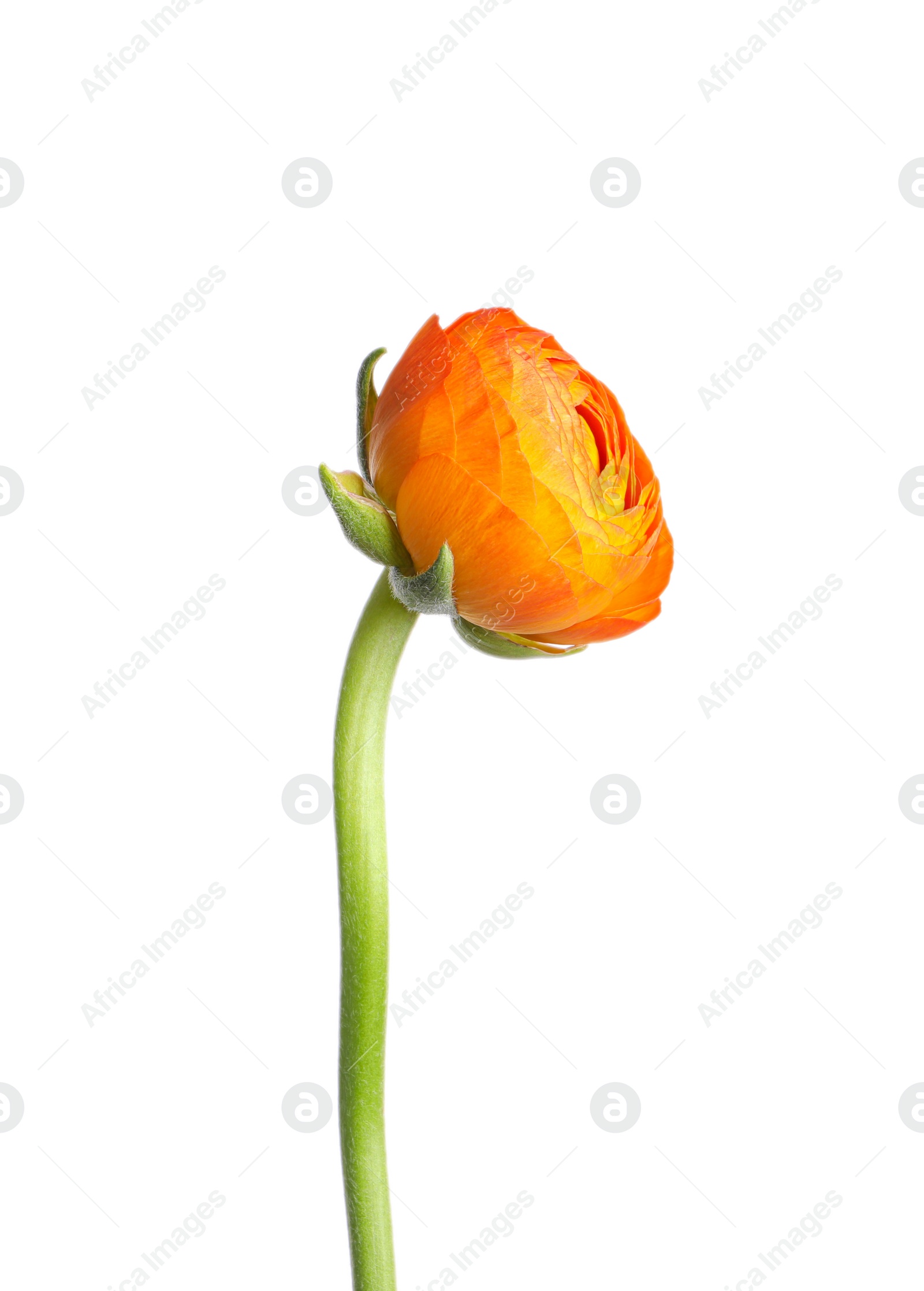 Photo of Beautiful fresh ranunculus flower isolated on white