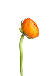 Photo of Beautiful fresh ranunculus flower isolated on white