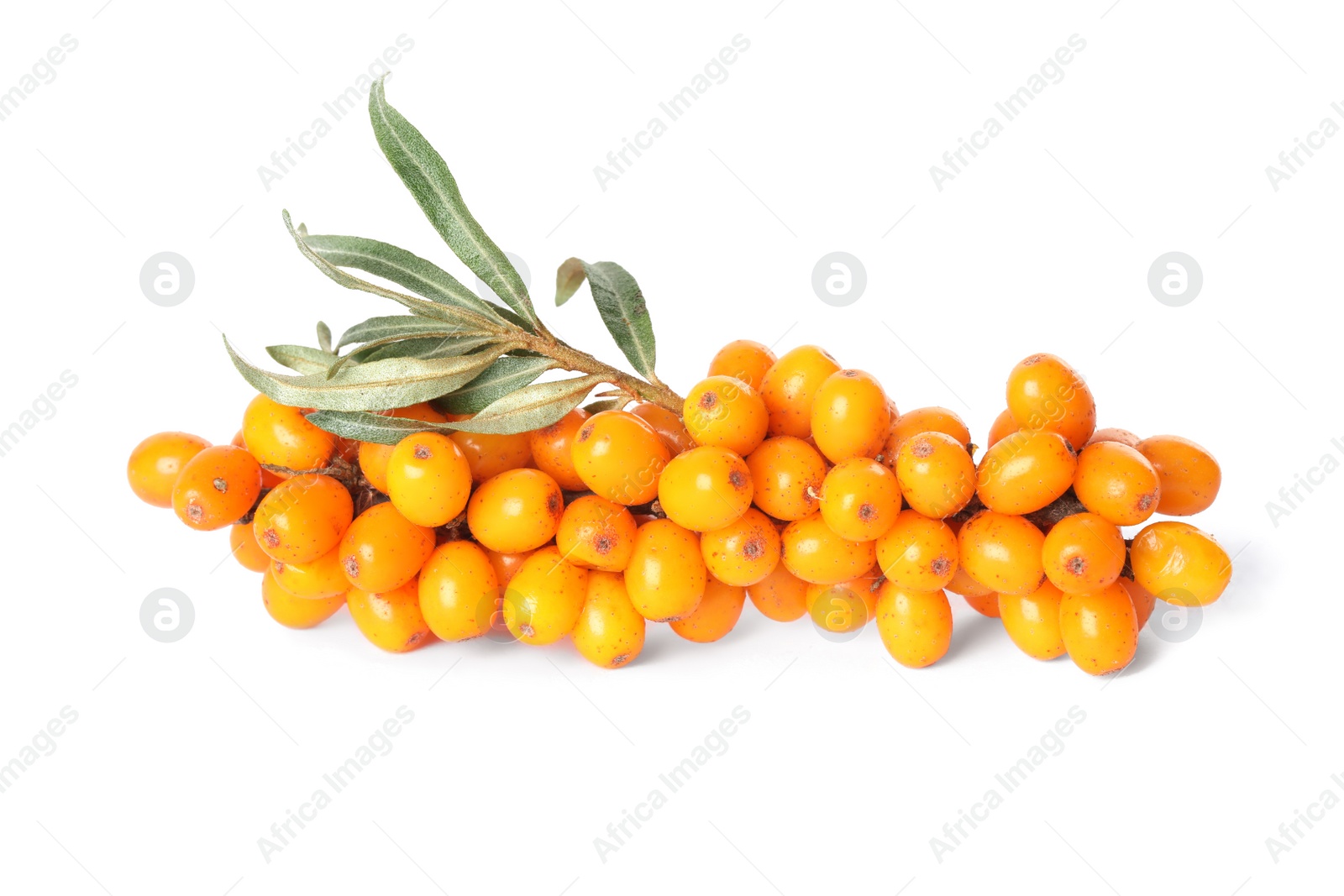 Photo of Sea buckthorn branch with ripe berries and leaves on white background