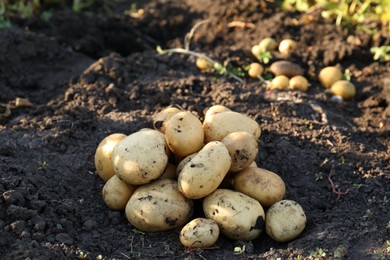 Pile of fresh ripe potatoes on ground outdoors