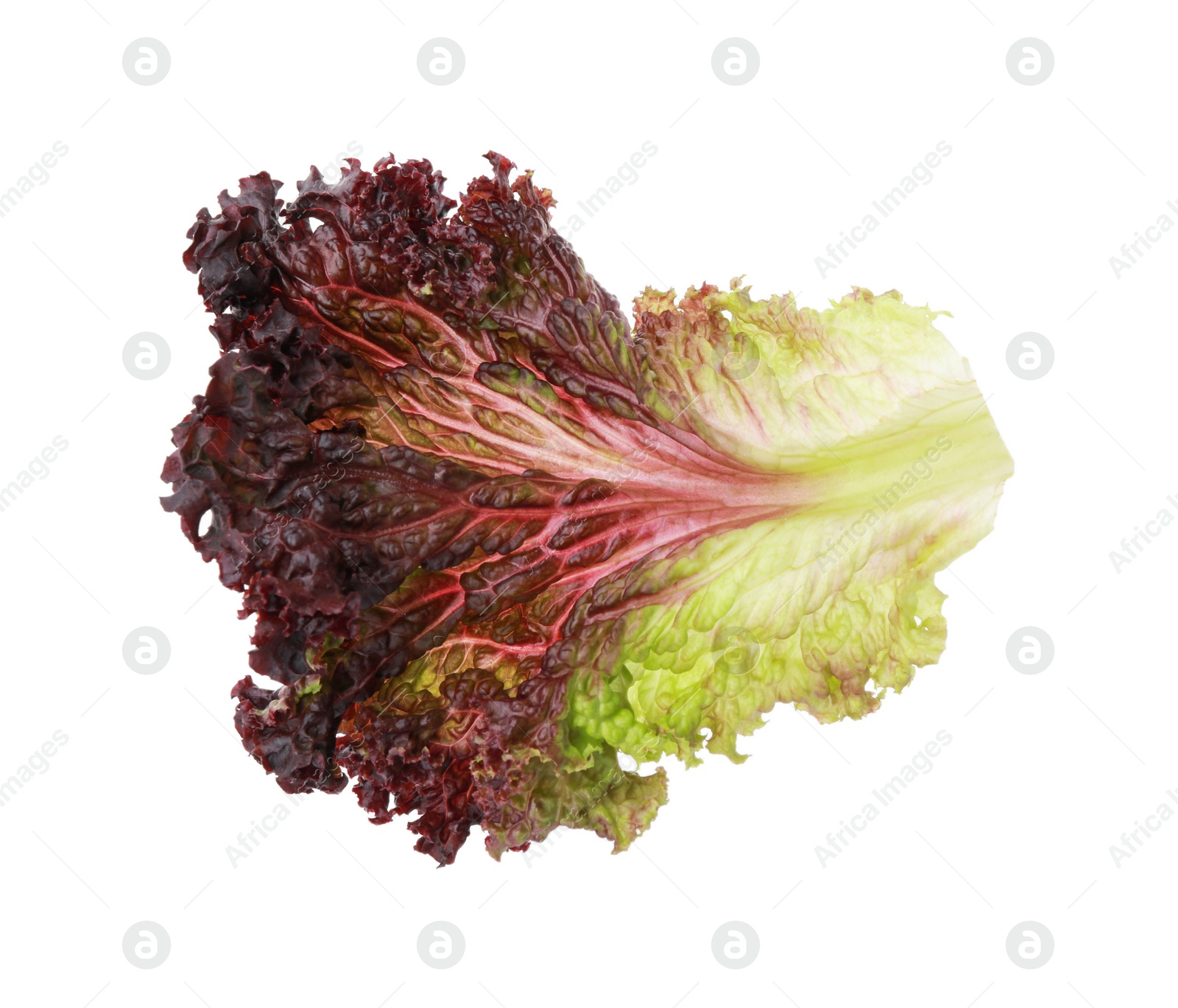 Photo of Leaf of fresh red coral lettuce isolated on white