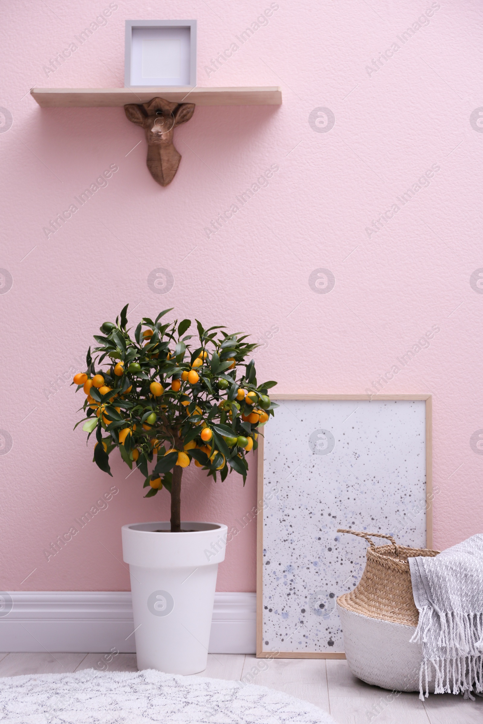 Photo of Potted kumquat tree near pink wall indoors. Interior design