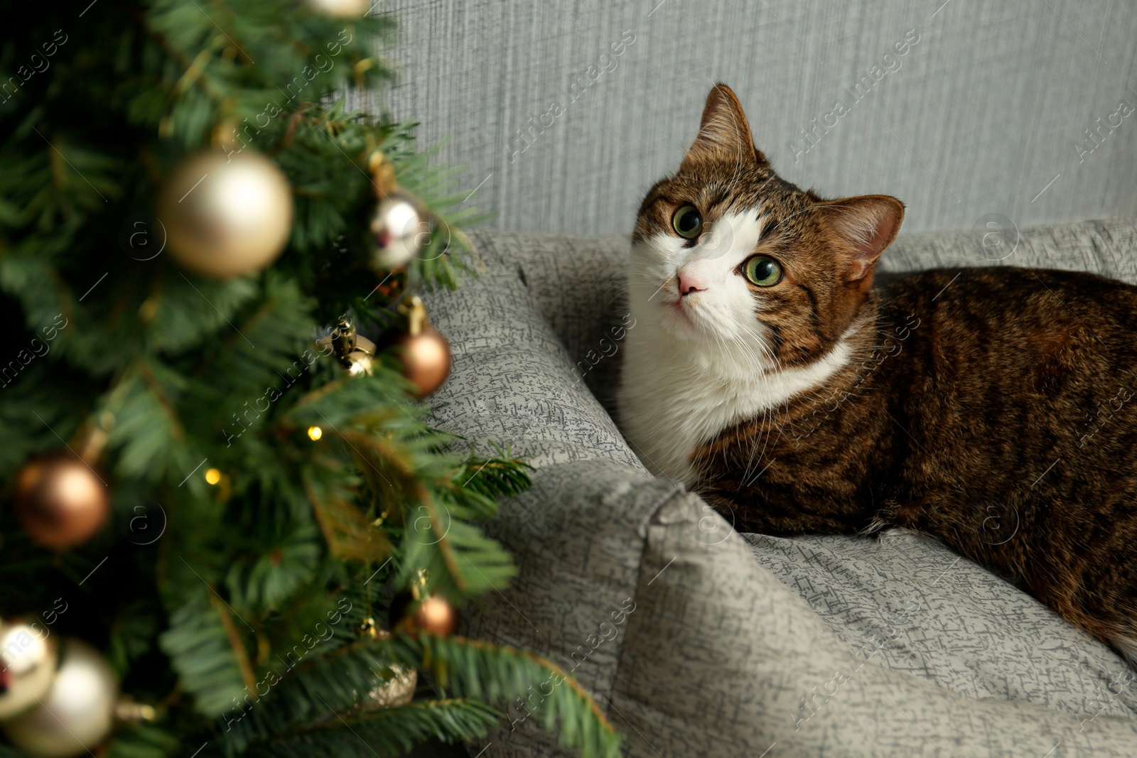 Photo of Cute cat on pet bed near Christmas tree at home