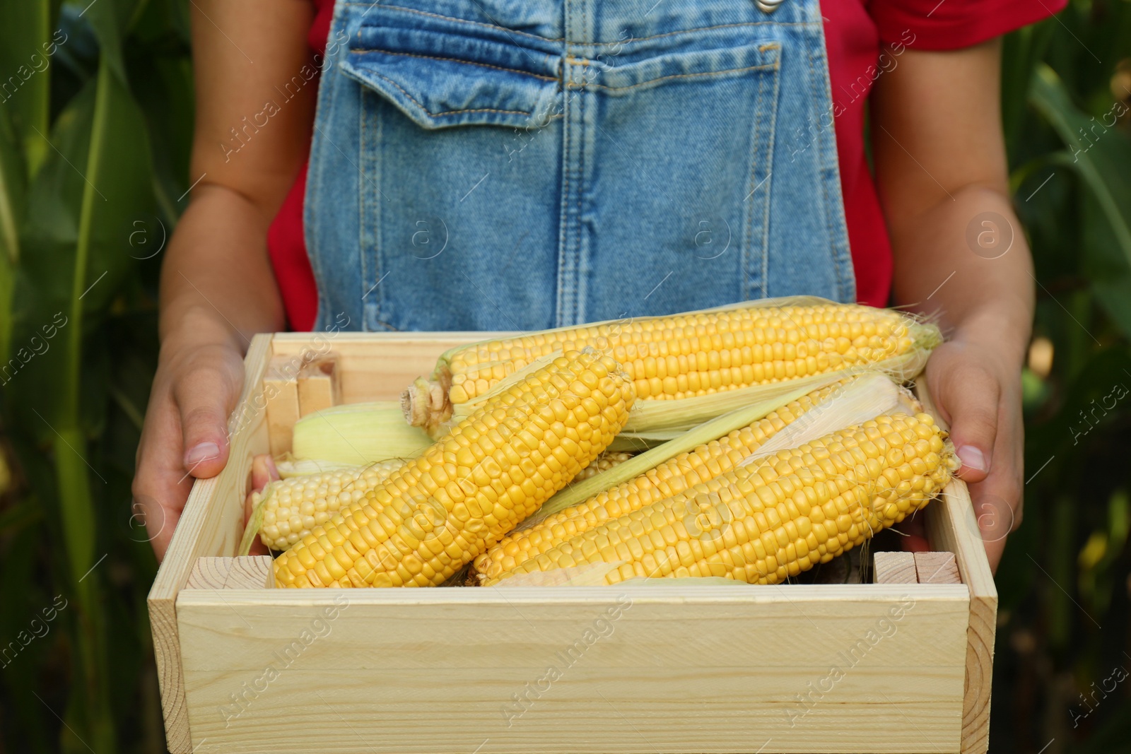 Photo of Woman holding wooden crate with fresh ripe corn on field, closeup