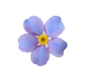 Amazing spring forget-me-not flower on white background