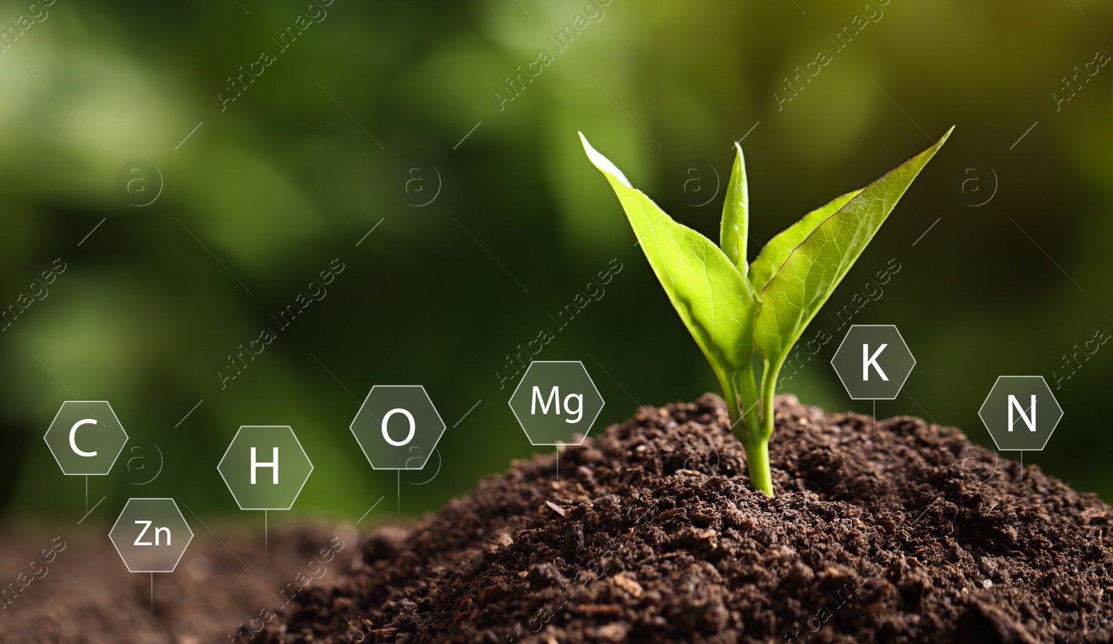 Image of Illustration of chemical elements. Young plant growing in soil outdoors, closeup