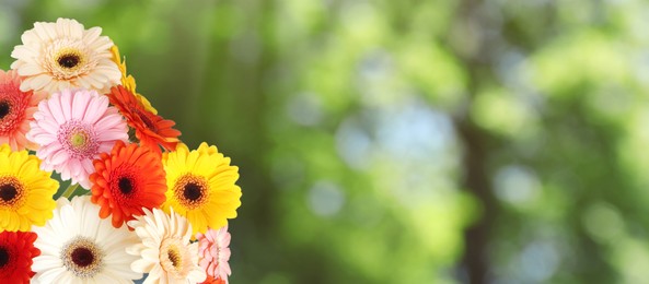 Image of Bouquet of beautiful colorful gerbera flowers outdoors on sunny day, space for text. Banner design