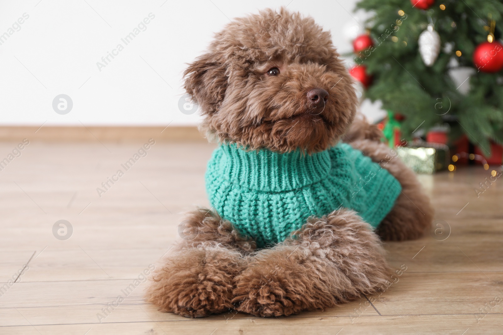 Photo of Cute Toy Poodle dog in knitted sweater and Christmas tree indoors, space for text