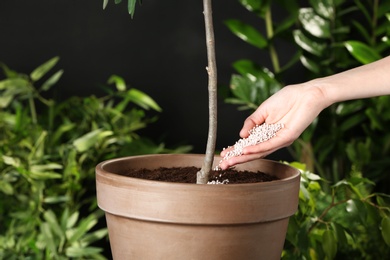 Woman fertilizing pot plant on blurred background, closeup. Gardening time