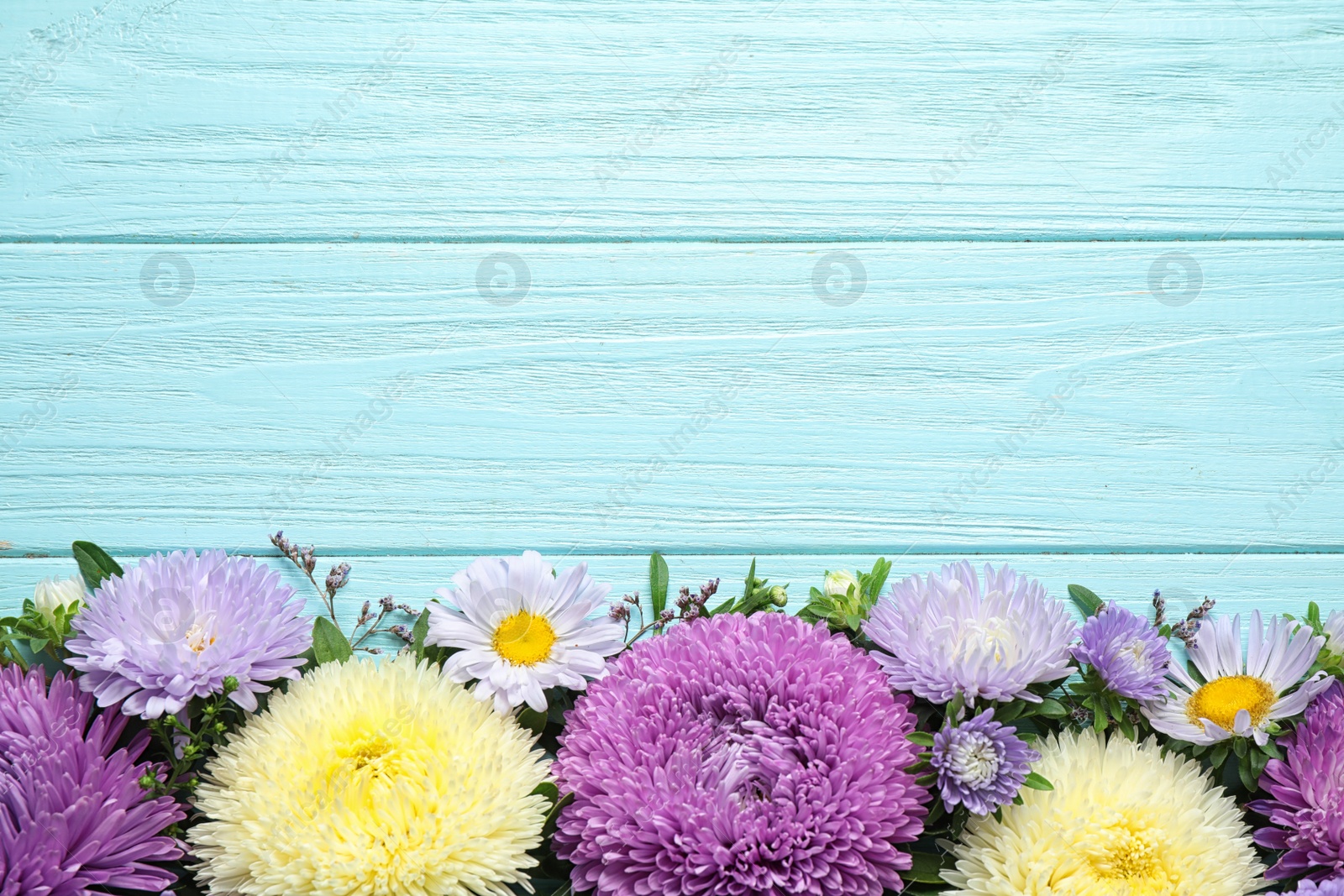 Photo of Flat lay composition with beautiful aster flowers on light blue wooden table. Space for text