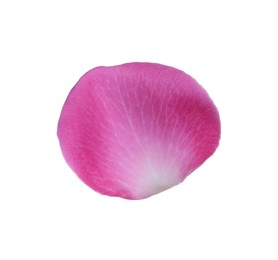 Photo of Pink rose flower petal on white background