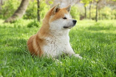 Photo of Cute Akita Inu dog on green grass outdoors