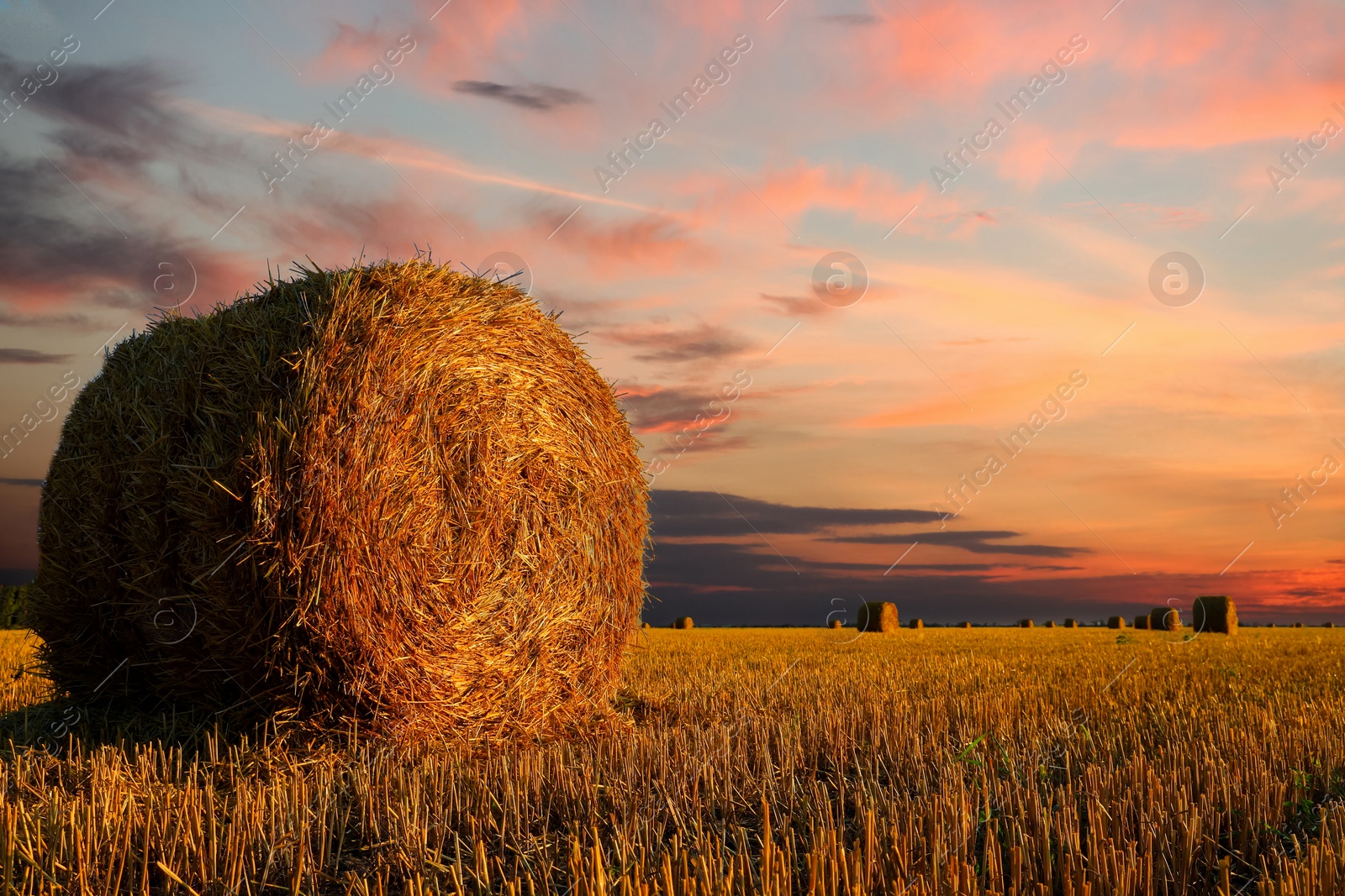 Image of Hay bales in golden field under beautiful sky at sunset. Space for text