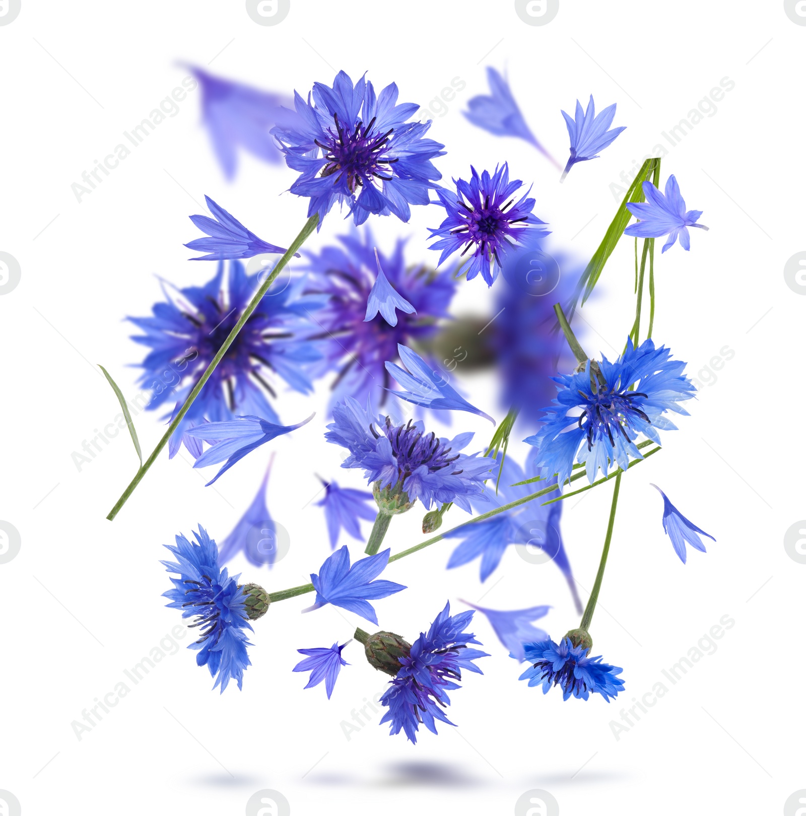 Image of Bright blue cornflowers in air on white background