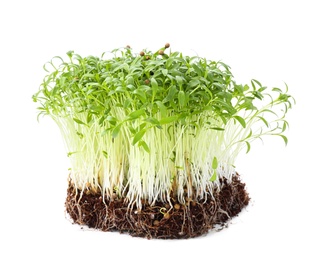 Fresh organic microgreen seeds on white background