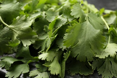 Photo of Fresh green coriander leaves on table, closeup
