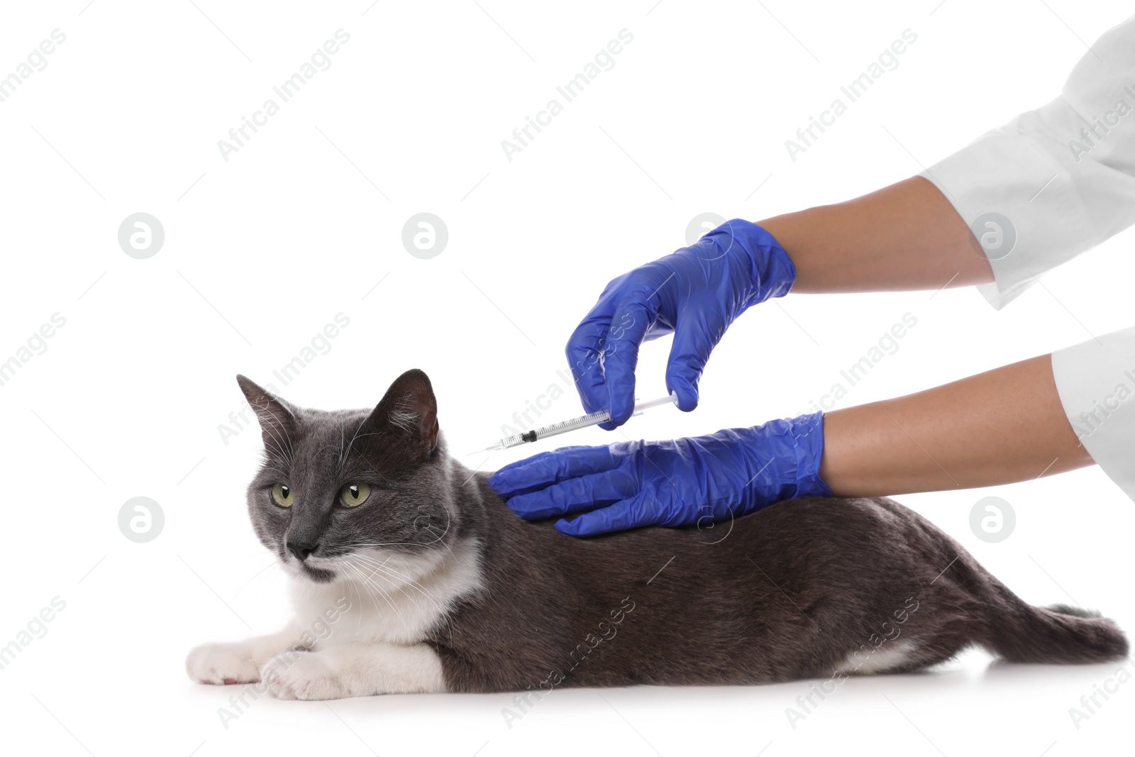 Photo of Professional veterinarian vaccinating cute cat on white background, closeup
