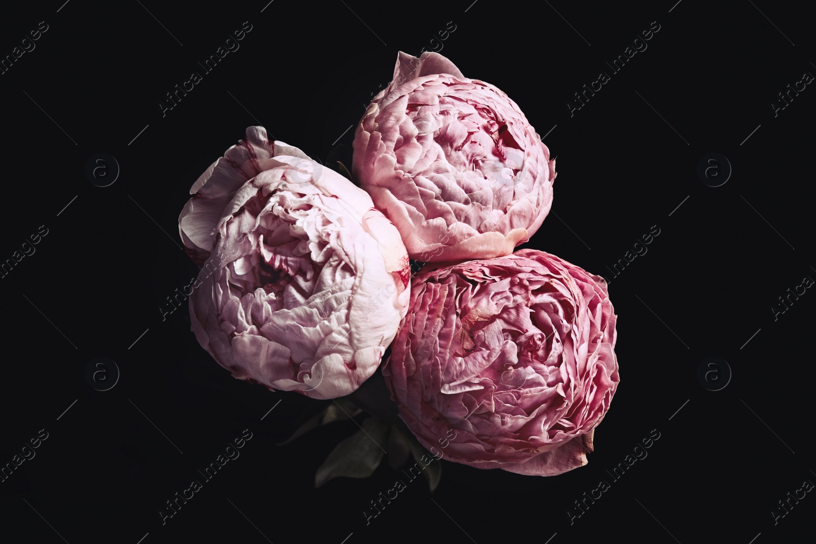 Photo of Beautiful fresh peonies on black background. Floral card design with dark vintage effect