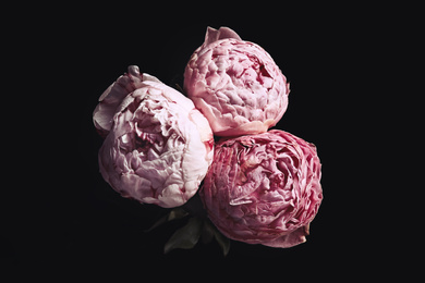 Beautiful fresh peonies on black background. Floral card design with dark vintage effect