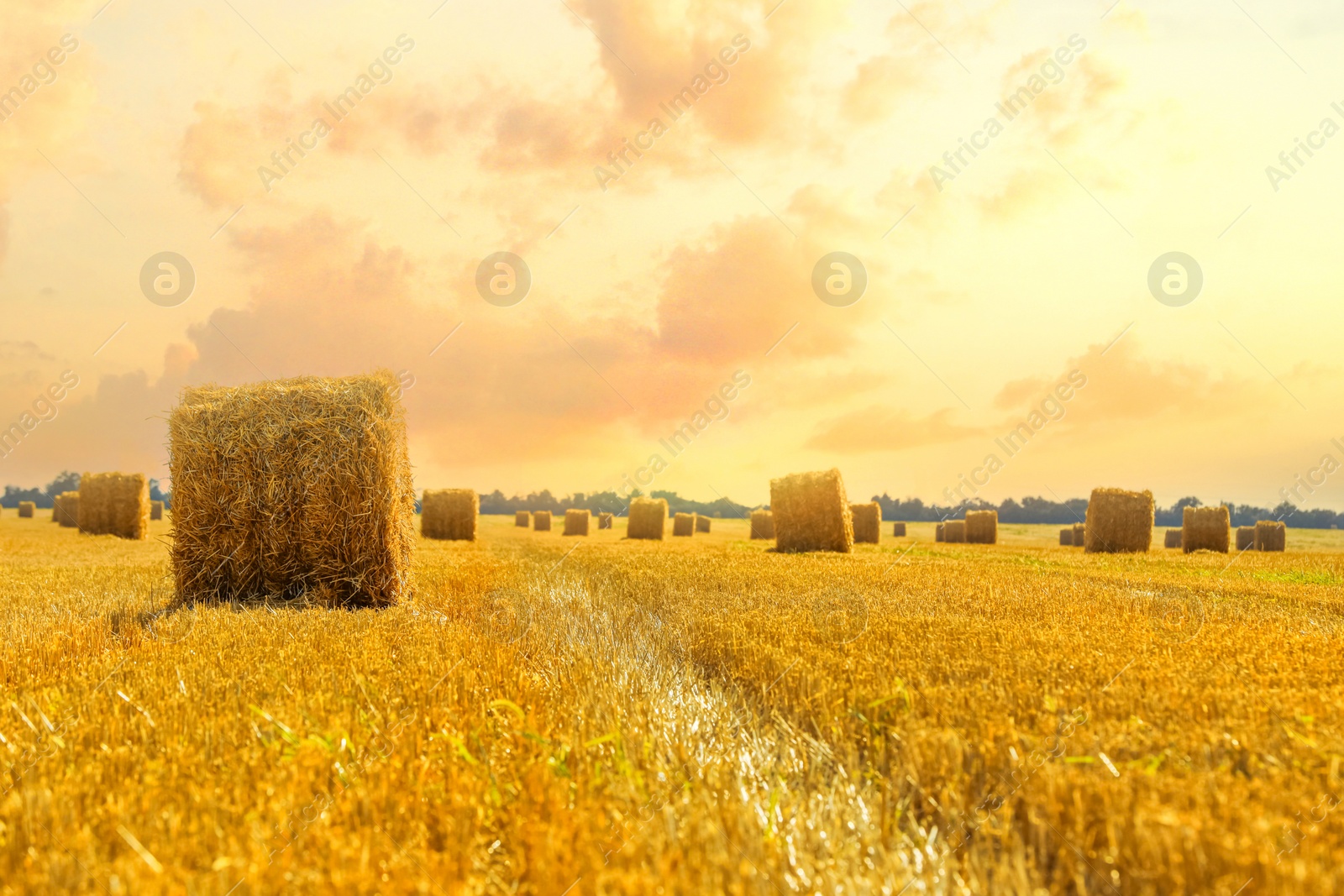 Image of Hay bales in golden field under beautiful sky at sunset