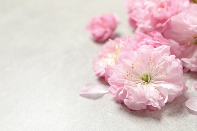 Photo of Beautiful sakura tree blossoms on light grey background, closeup. Space for text