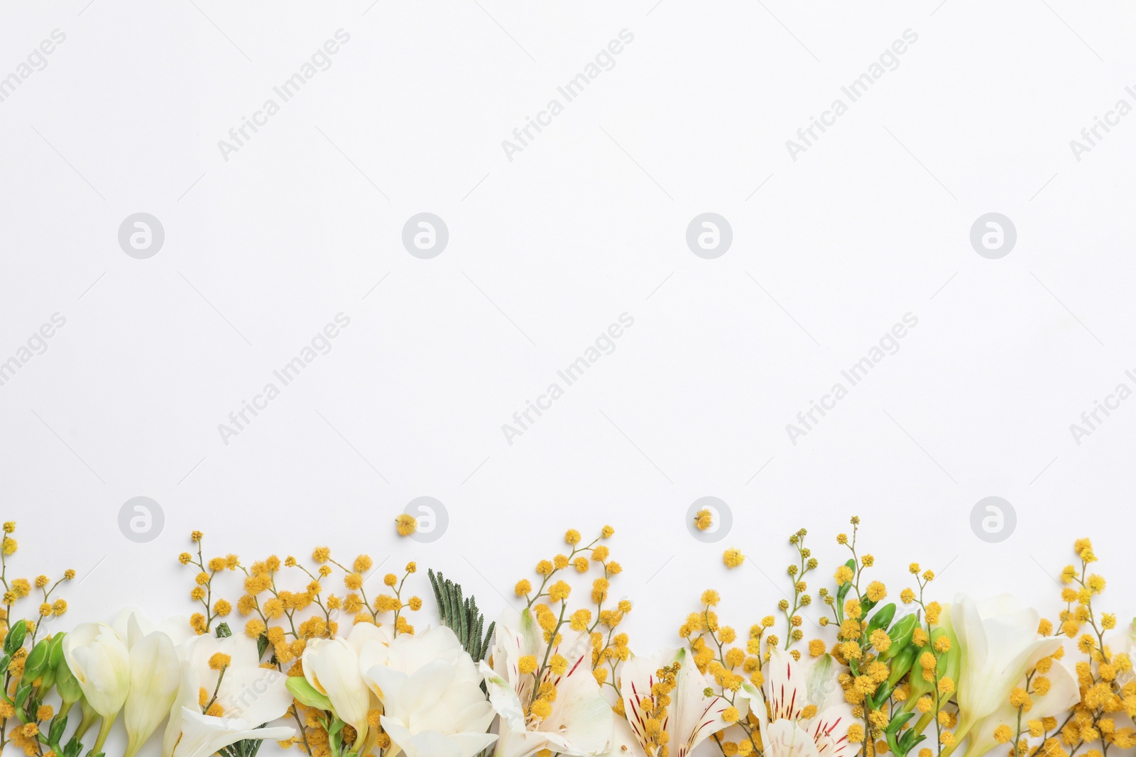Photo of Beautiful floral composition with mimosa flowers on white background, flat lay. Space for text