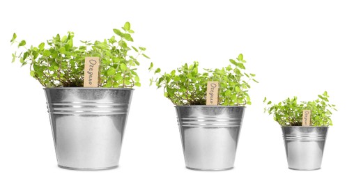 Image of Oregano growing in pots isolated on white, different sizes