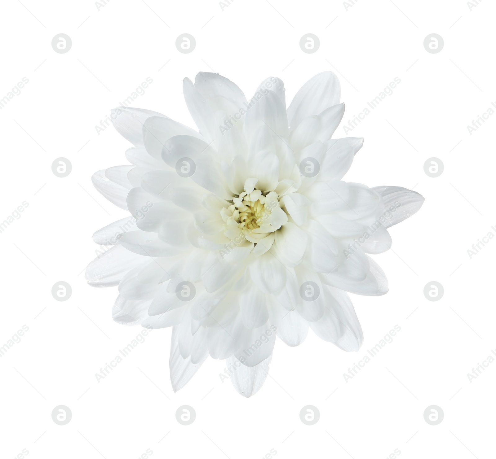 Photo of Beautiful tender chrysanthemum flower isolated on white