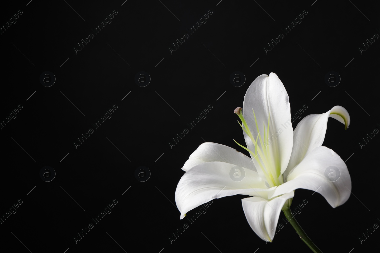 Photo of Beautiful white lily flower on black background, space for text