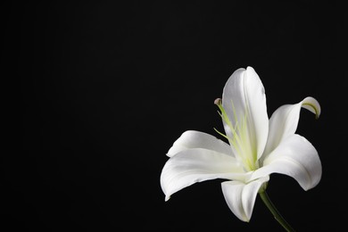 Beautiful white lily flower on black background, space for text