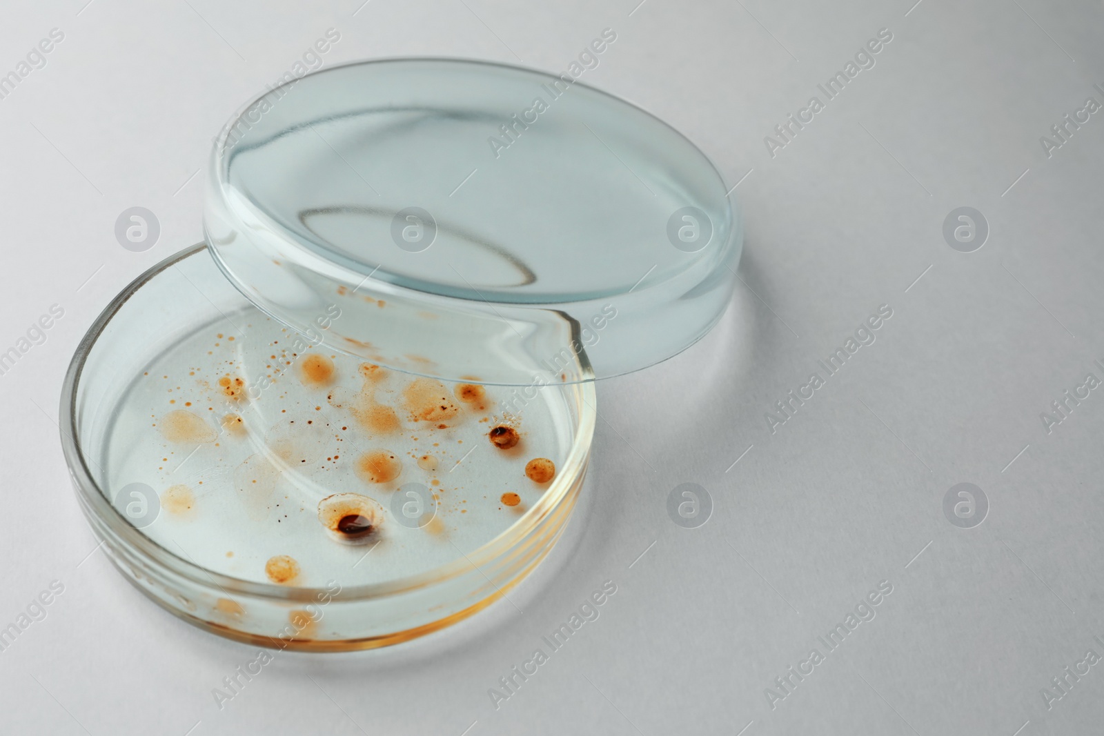 Photo of Petri dish with bacteria colony on white background, closeup. Space for text