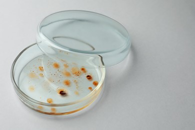 Petri dish with bacteria colony on white background, closeup. Space for text