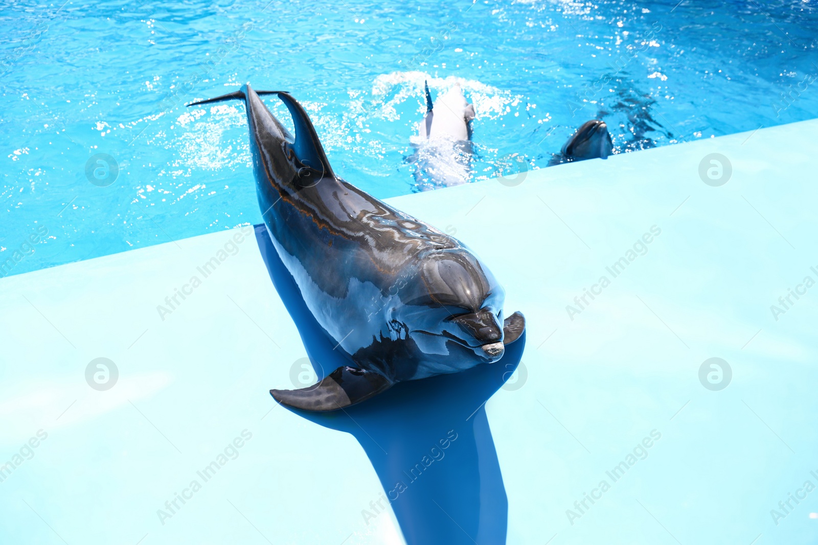 Photo of Cute grey dolphin at poolside on sunny day