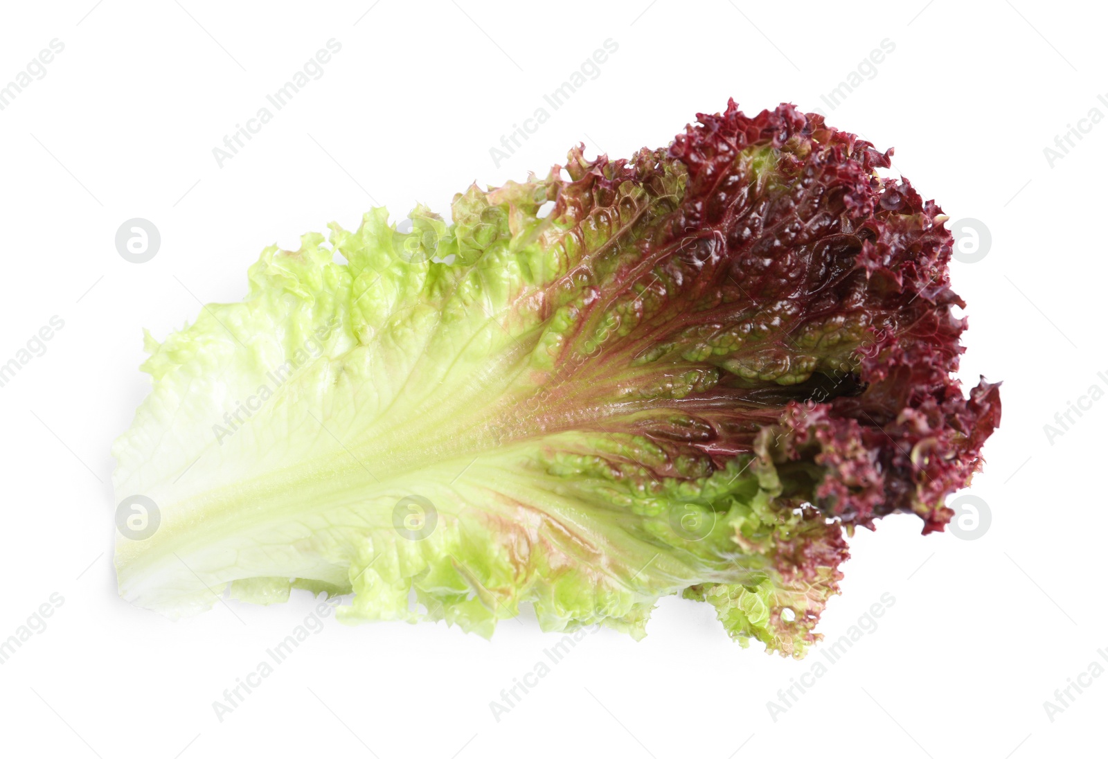 Photo of Leaf of fresh red coral lettuce isolated on white, top view