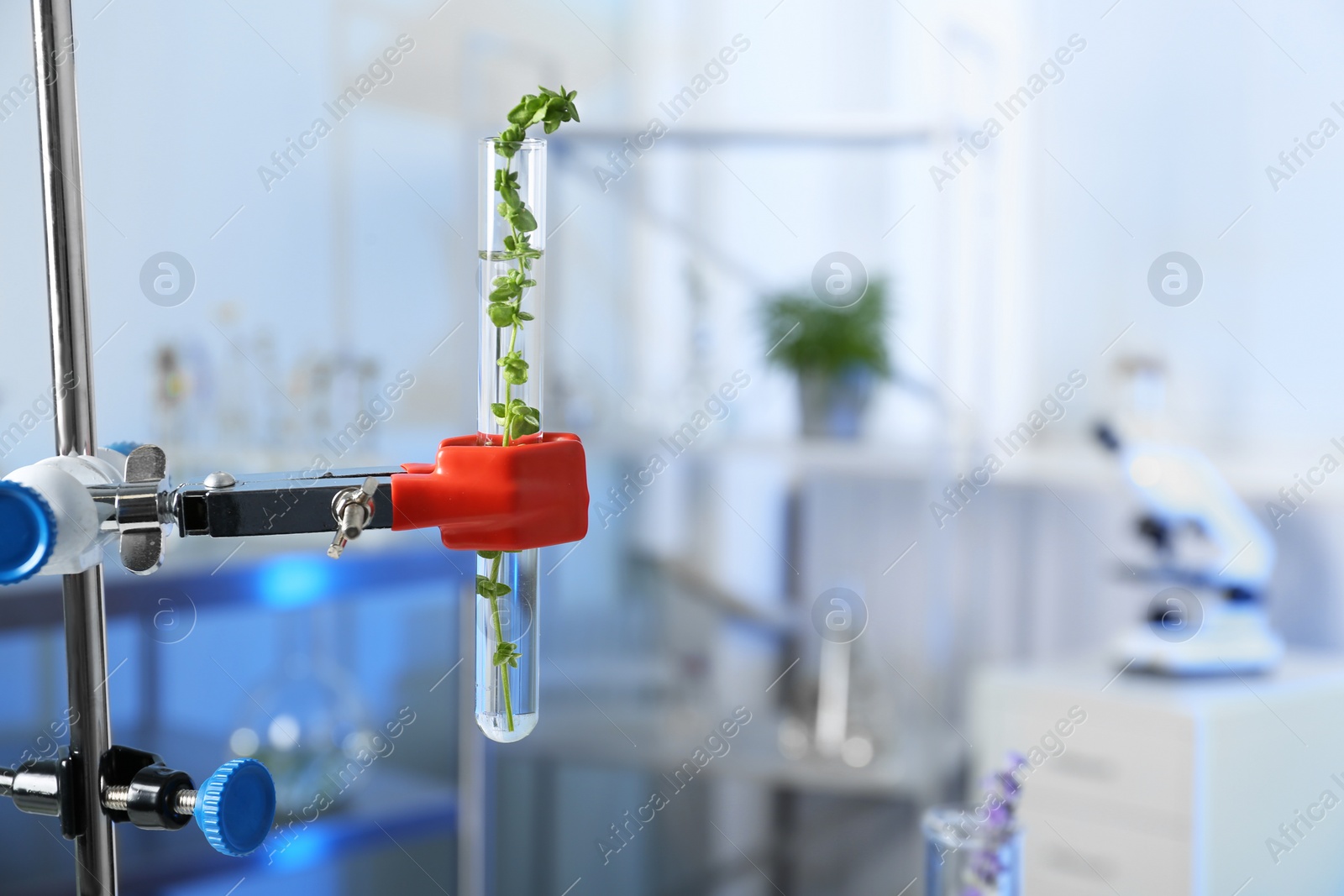 Photo of Test tube with plant on retort stand in laboratory. Space for text